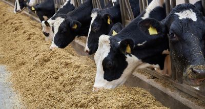 Keep vets central to NI future farming strategy – BVA